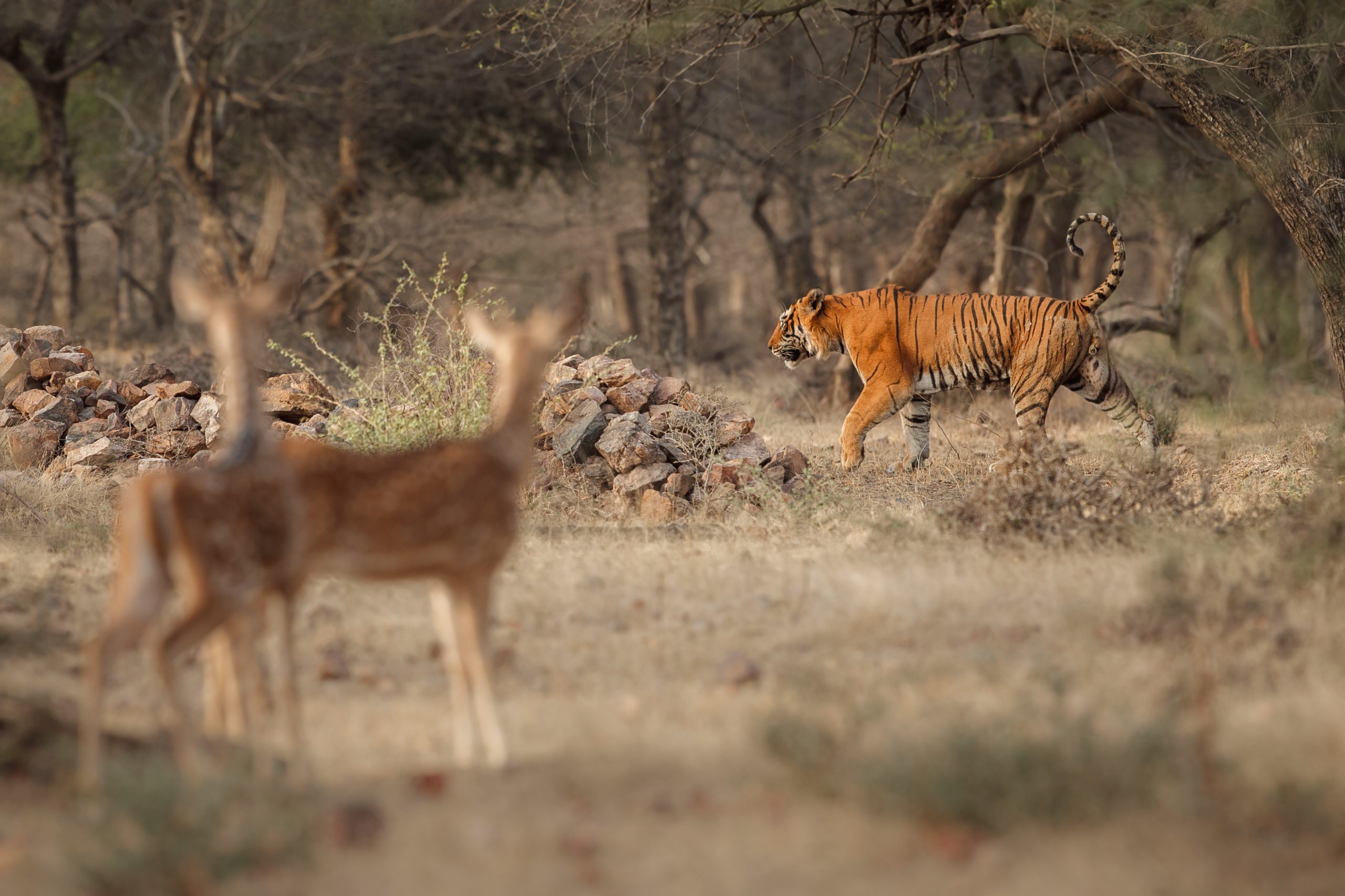 Royal bengal tiger in the nature habitat. Tiger pose during amazing light. Wildlife scene with danger animal. Hot summer in India. Dry area with beautiful indian tiger. Panthera tigris tigris.