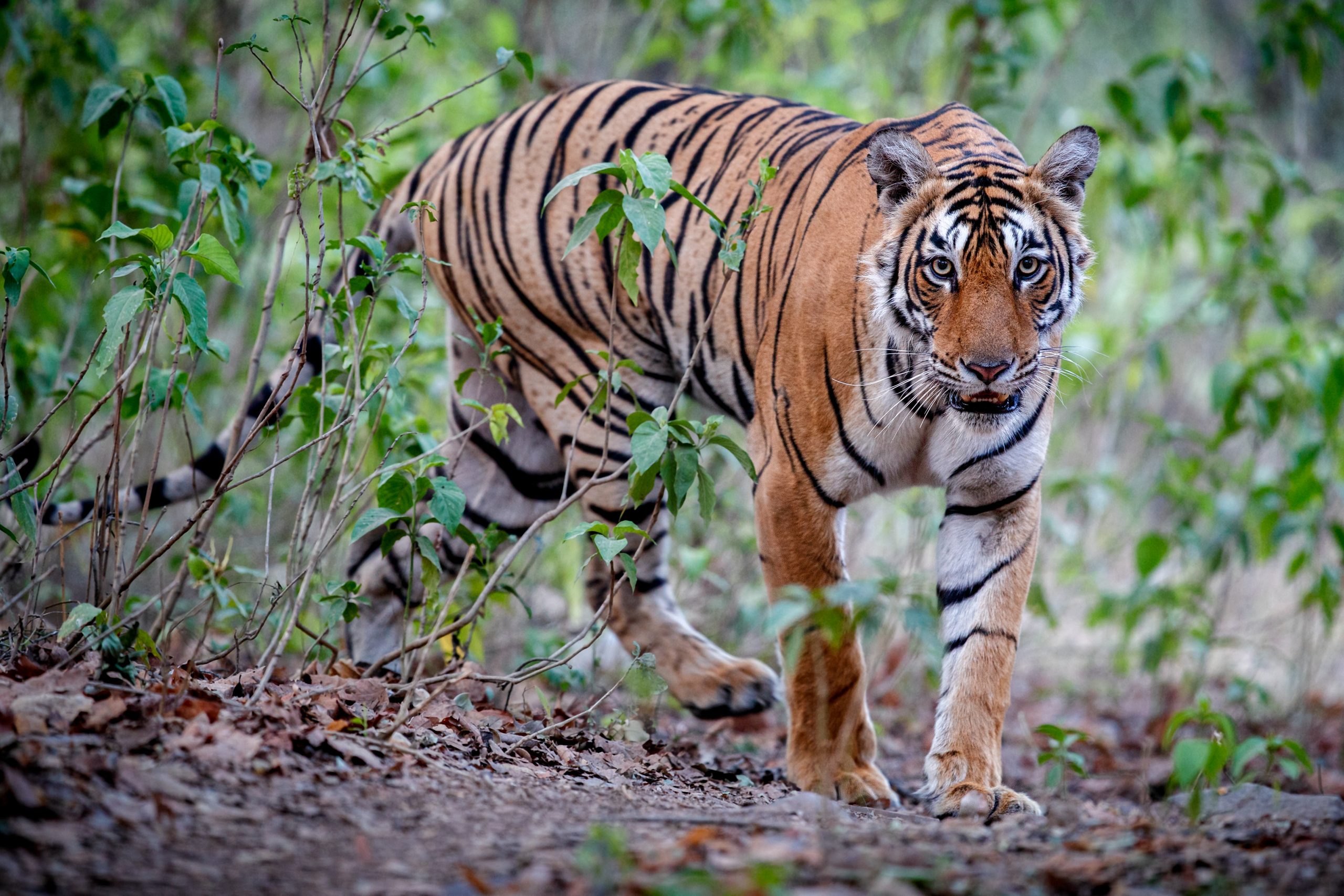 Royal bengal tiger in the nature habitat. Tiger pose during amazing light. Wildlife scene with danger animal. Hot summer in India. Dry area with beautiful indian tiger. Panthera tigris tigris.