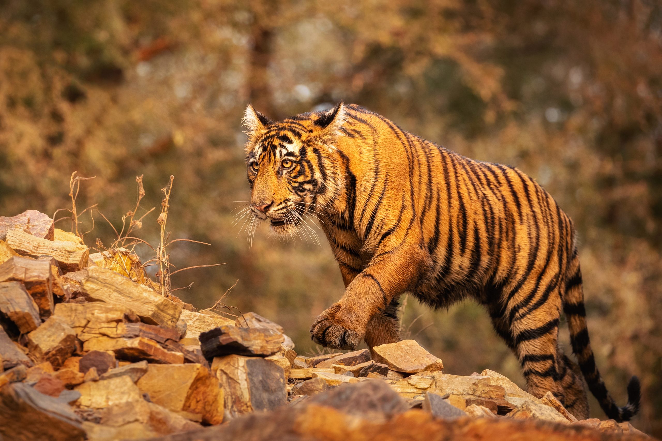 Royal bengal tiger in the nature habitat. Tiger pose during amazing light. Wildlife scene with danger animal. Hot summer in India. Dry area with beautiful indian tiger. Panthera tigris tigris.