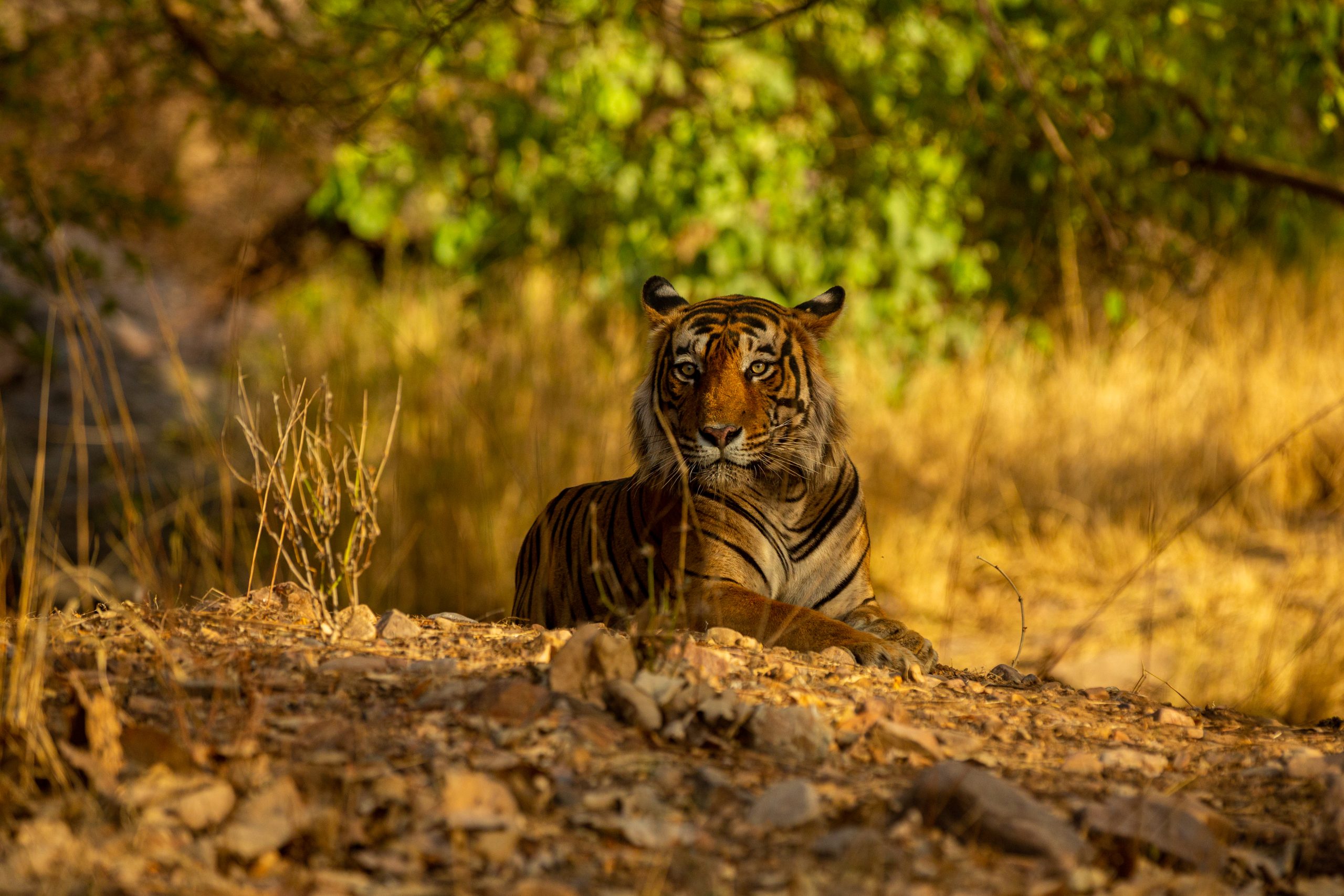 Amazing tiger in the nature habitat. Tiger pose during the golden light time. Wildlife scene with danger animal. Hot summer in India. Dry area with beautiful indian tiger. Panthera tigris.