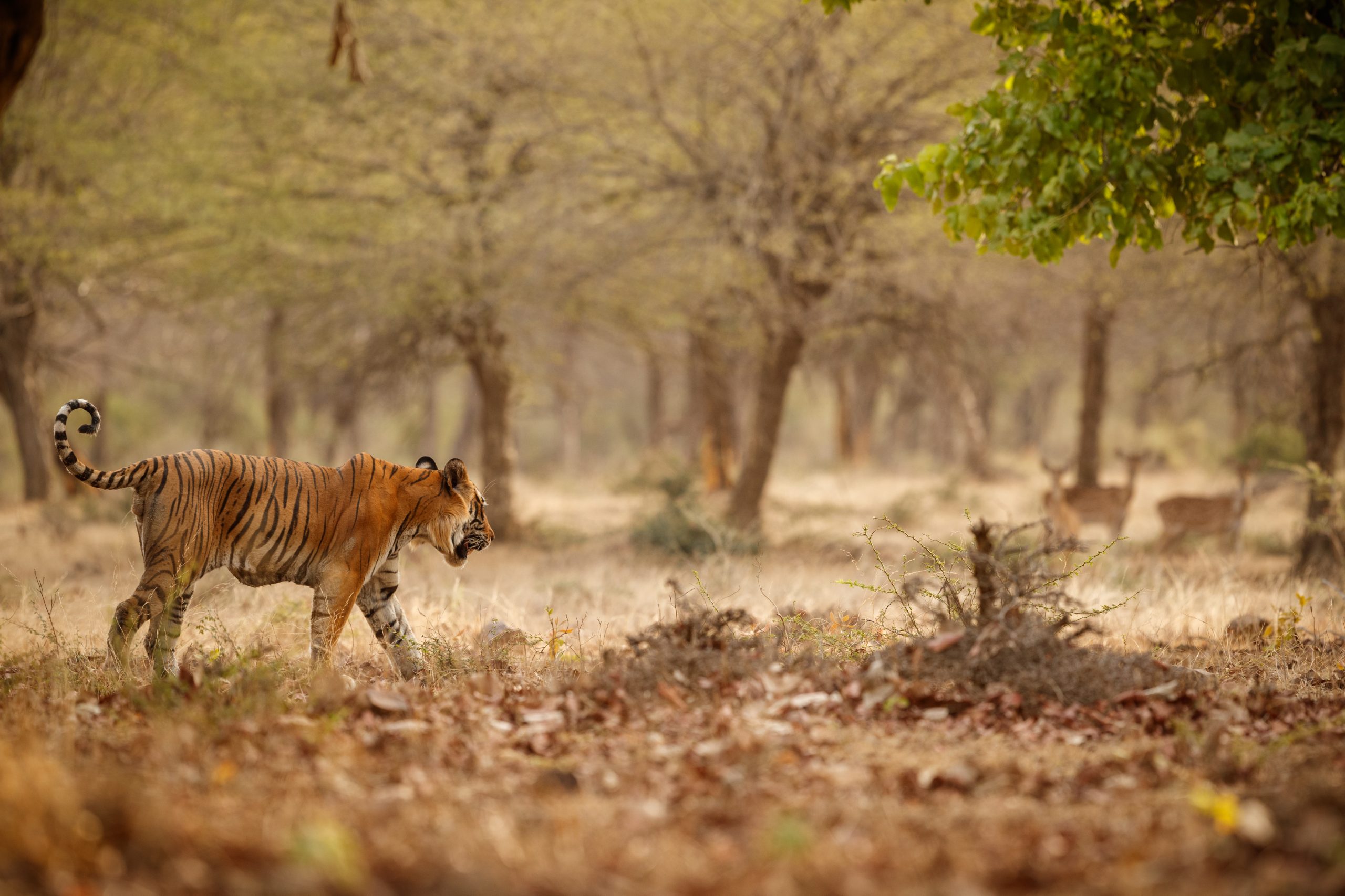 Tiger in the nature habitat. Tiger male walking head on composition. Wildlife scene with danger animal. Hot summer in Rajasthan, India. Dry trees with beautiful indian tiger. Panthera tigris.